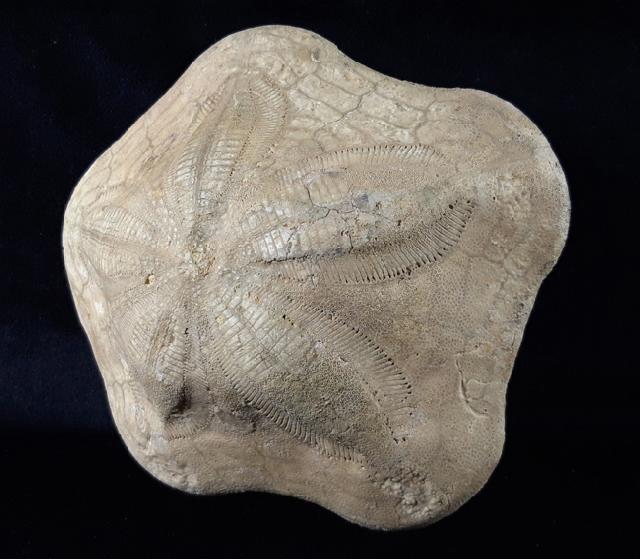 Clypeaster modenai (LOVISATO 1915) - Bild © FossNet FossilienStore